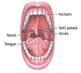 bagian mulut